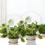 Soporte plantas trepadoras Mariposa Blanca 