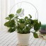 Soporte plantas trepadoras Mariposa Blanca 