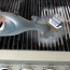 Cepillo para limpiar parrilla limpiador con dispensador agua