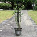 Soporte plantas trepadoras enredaderas Obelisco - Imagen 5