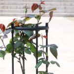 Soporte plantas trepadoras enredaderas Obelisco - Imagen 2